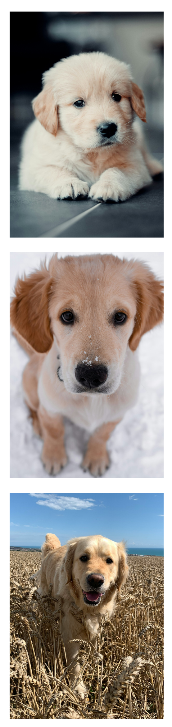 Détail magnet photo cabine personnalisé, 3 photos de chien labrador