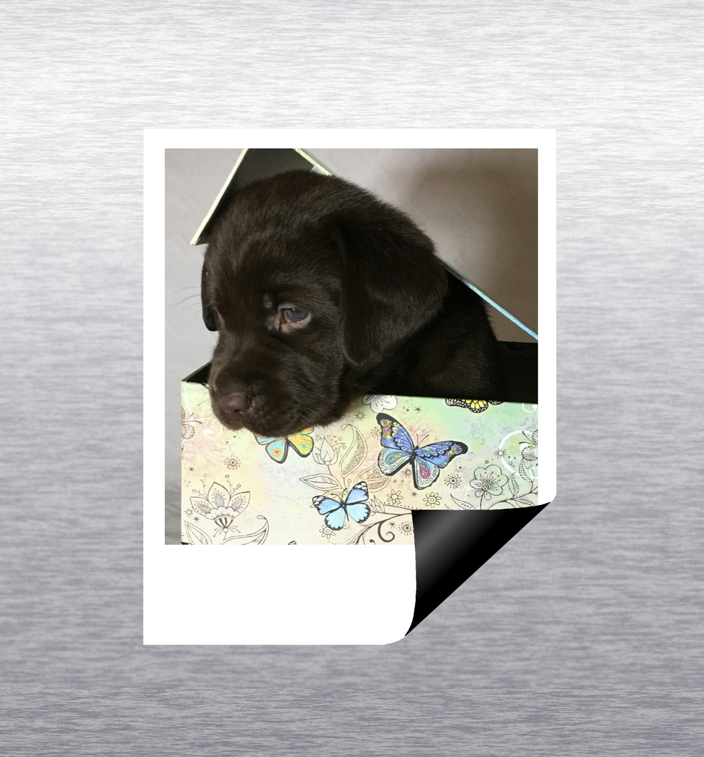 Détail magnet photo retro personnalisé sur un frigo, avec un chiot